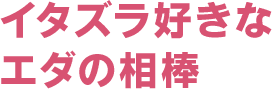 イタズラ好きなエダの相棒